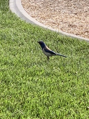 Aphelocoma californica