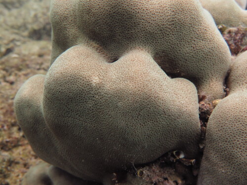 Pavona gigantea observed 2026-06-26