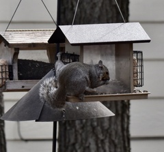 Sciurus carolinensis