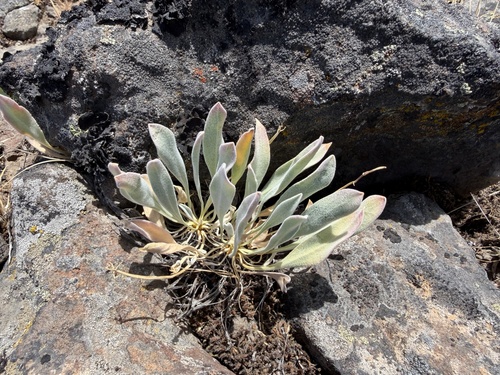 Phoenicaulis cheiranthoides, photograph 4