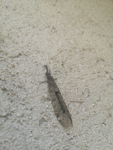 Four-spotted antlion