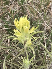 Castilleja citrina