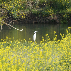 Ardea alba
