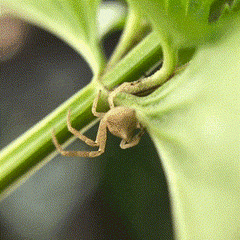 Araneae
