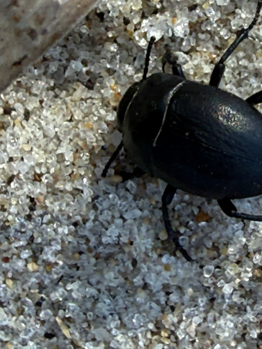 Erodius orientalis