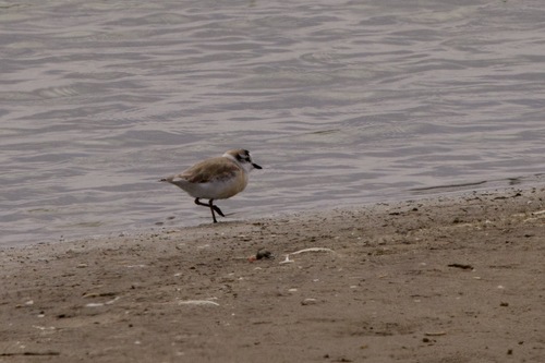 iNaturalist: (c) John Bruin, some rights reserved (CC BY-NC), uploaded by John Bruin iNaturalist image