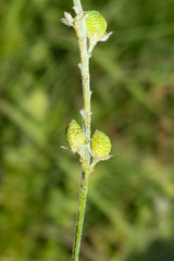 Orbexilum pedunculatum