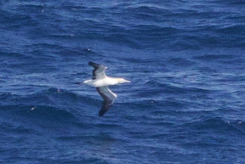 iNaturalist image