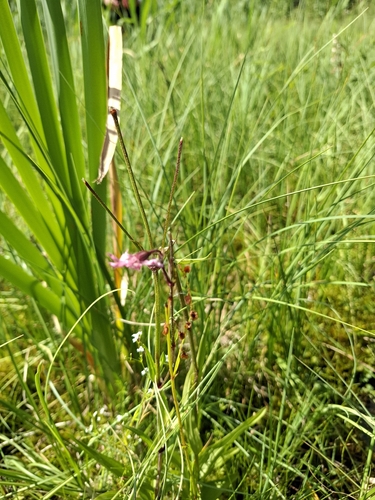 ragged-robin