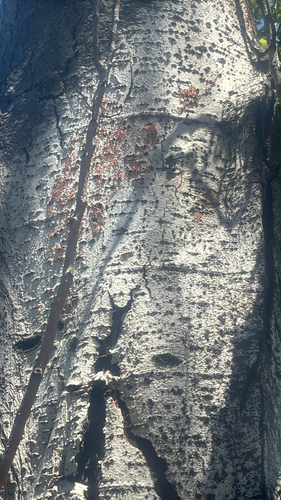 Cytospora Canker
