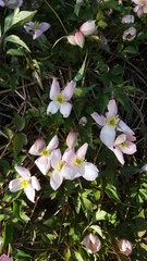 Clematis montana
