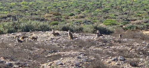 Meerkat