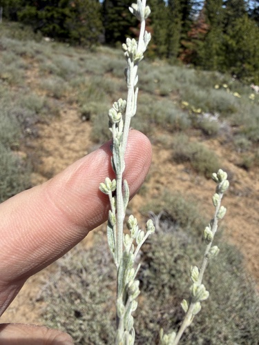 Artemisia arbuscula, photograph 4