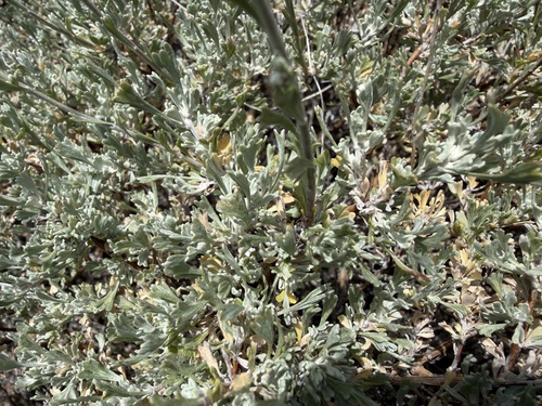Artemisia arbuscula, photograph 3