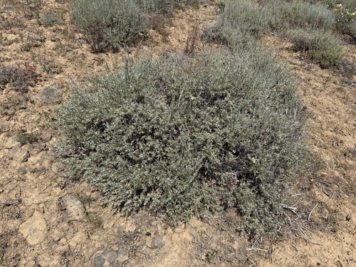 Artemisia arbuscula, photograph 2