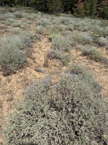 Artemisia arbuscula, photograph 5