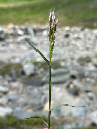Acrospelion distichophyllum observed 2026-06-28