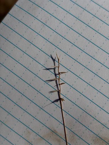 Festuca microstachys observed 2026-06-19