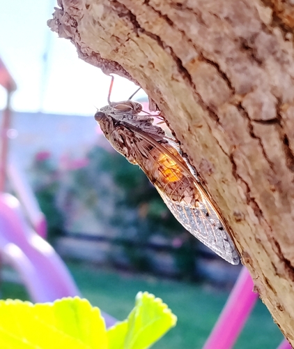 Cretan Cicada