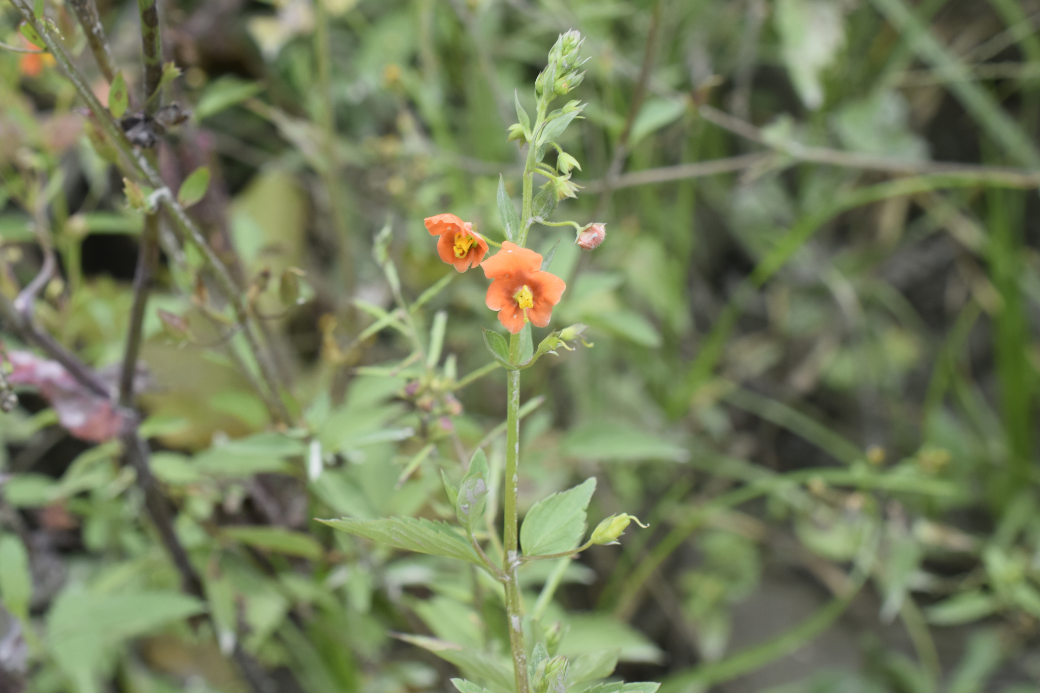 Alonsoa meridionalis image