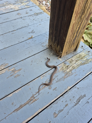 DeKay's Brownsnake