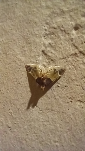 Meal moth