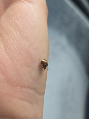 Japanese common plataspid stinkbug
