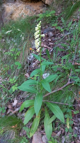 Straw Foxglove