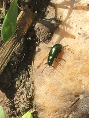 Gastrophysa cyanea