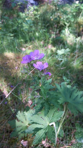wood crane's-bill