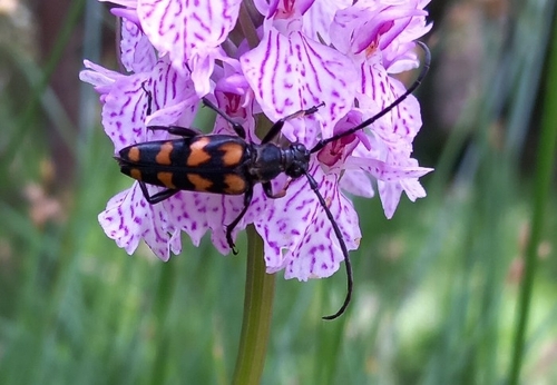 four-banded longhorn beetle