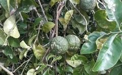 Citrus