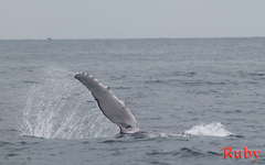 Megaptera novaeangliae