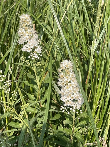 white meadowsweet