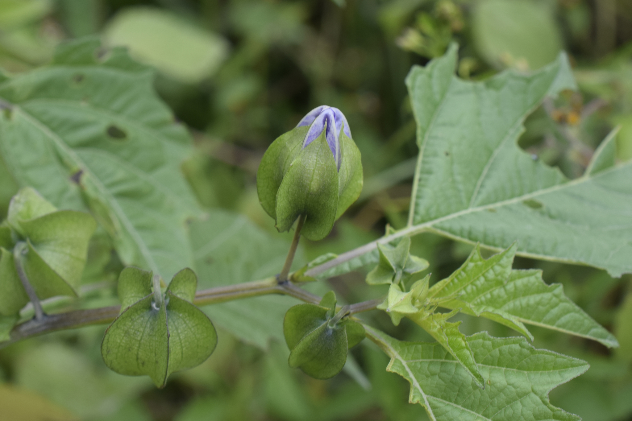 Nicandra physalodes image