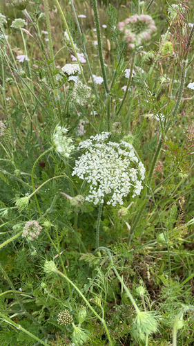 wild carrot