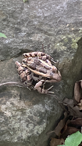 Pickerel Frog