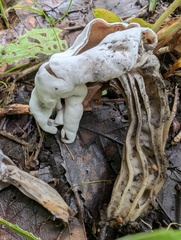 Hypomyces cervinigenus