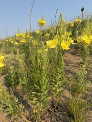 (c) Brandon Corder, some rights reserved (CC BY) Oenothera rhombipetala, photograph (c) Brandon Corder, some rights reserved (CC BY)