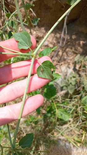 Commicarpus plumbagineus, photograph 4