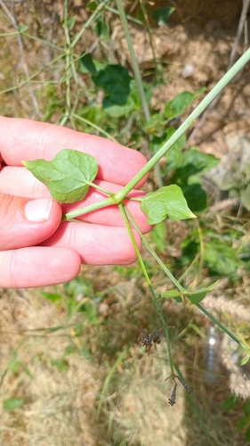 Commicarpus plumbagineus