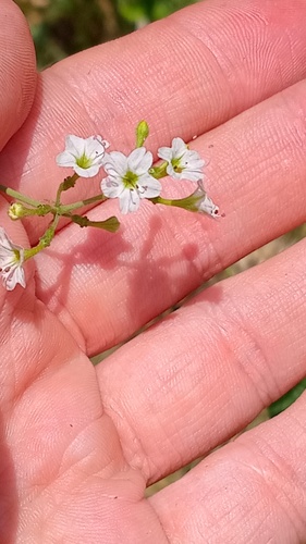 Commicarpus plumbagineus, photograph 3