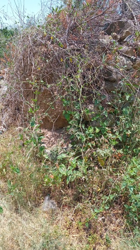 Commicarpus plumbagineus, photograph 5