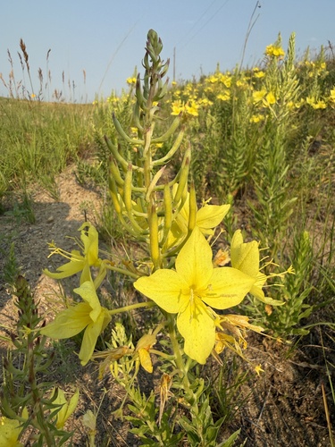 Oenothera rhombipetala, photograph 5
