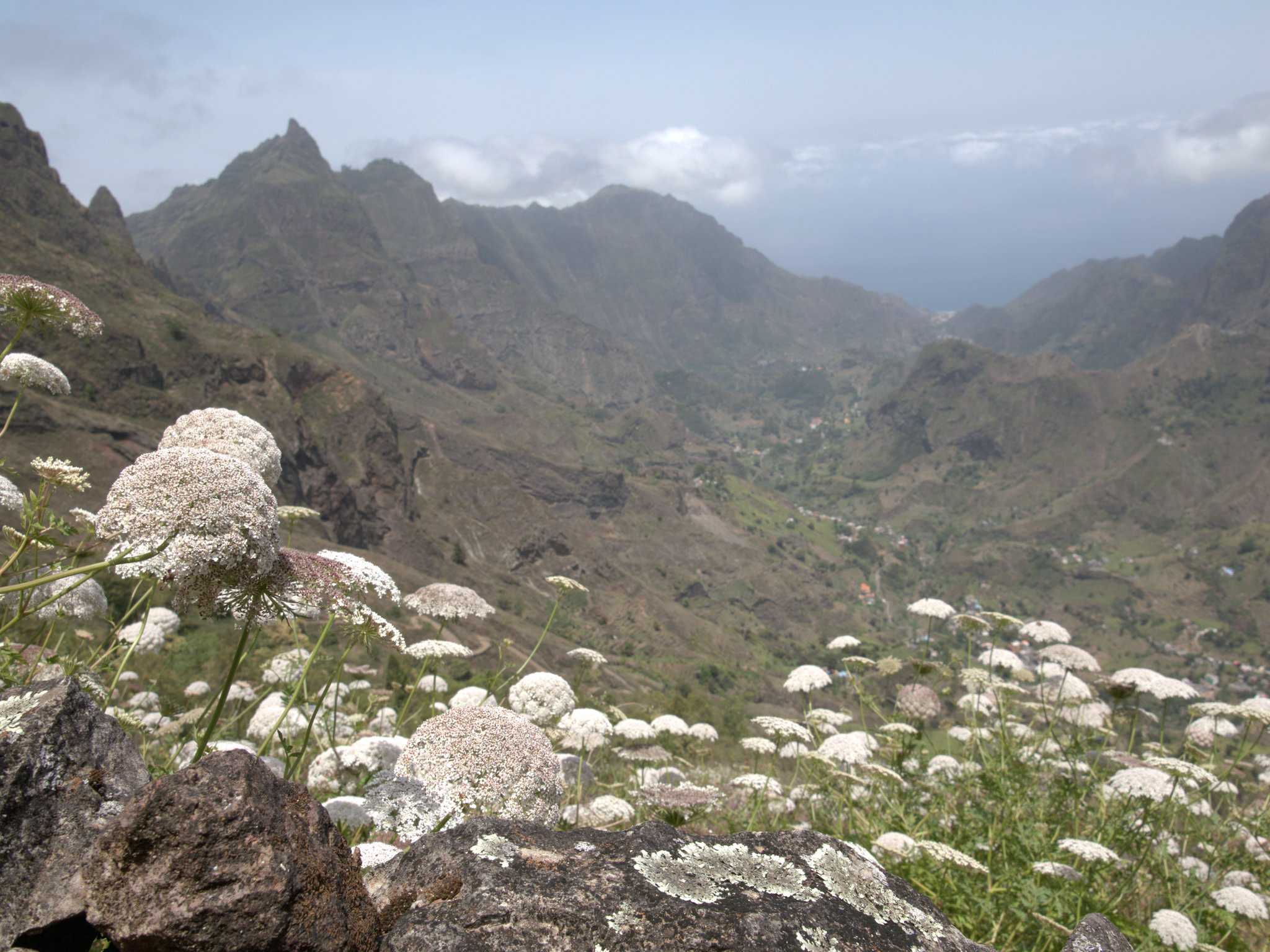 Imagem de Daucus insularis
