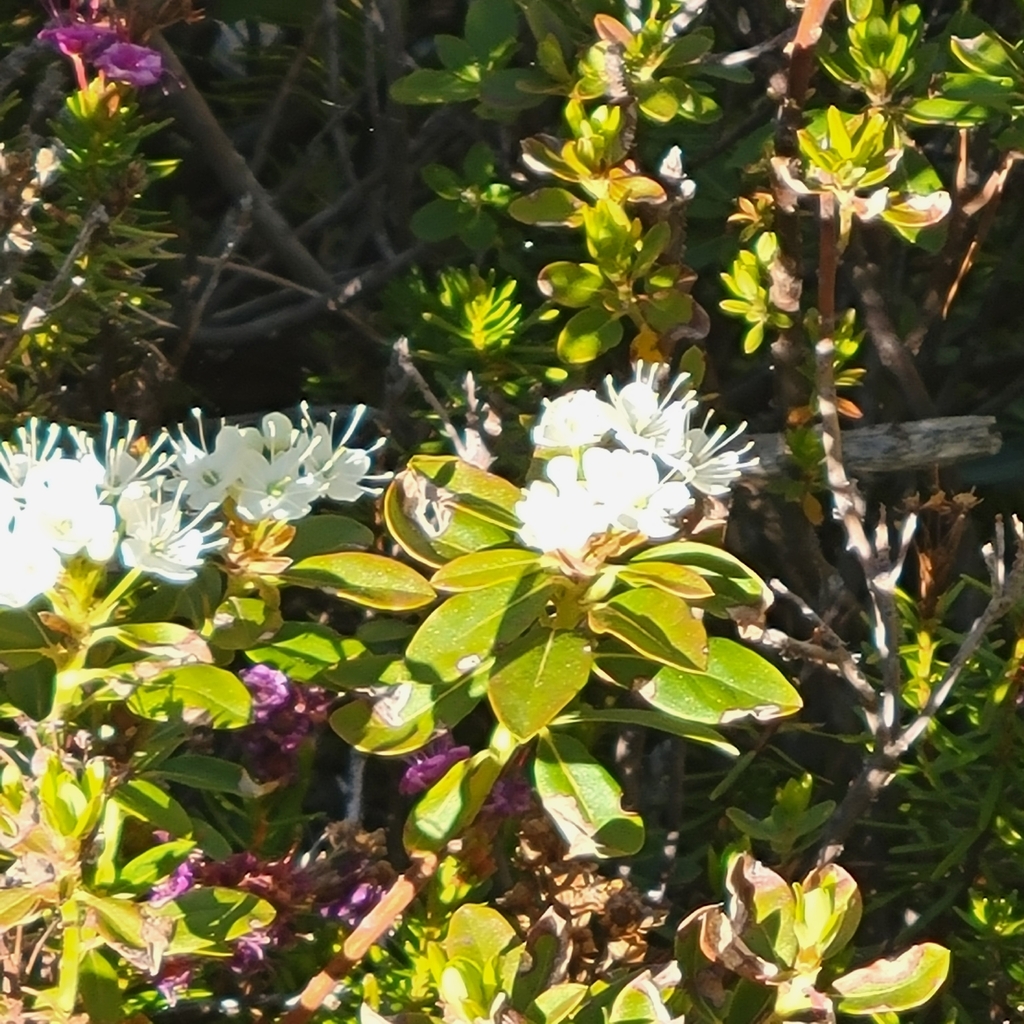 Rhododendron columbianum; photograph author not stated, no rights reserved
