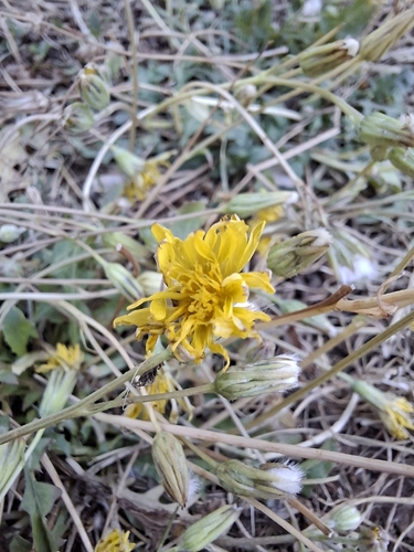 Italian Hawksbeard