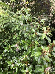 Capparis cynophallophora