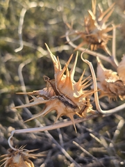 author not stated, no rights reserved Datura quercifolia, photograph author not stated, no rights reserved