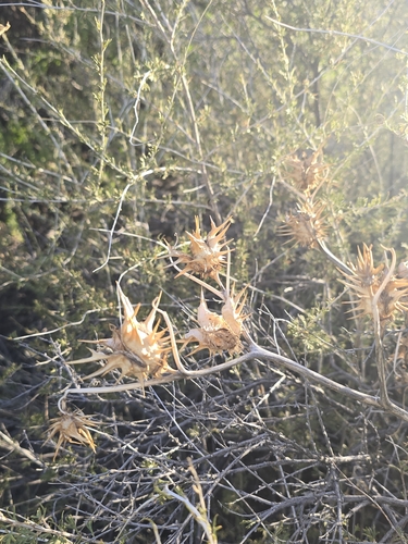 Datura quercifolia, photograph 4